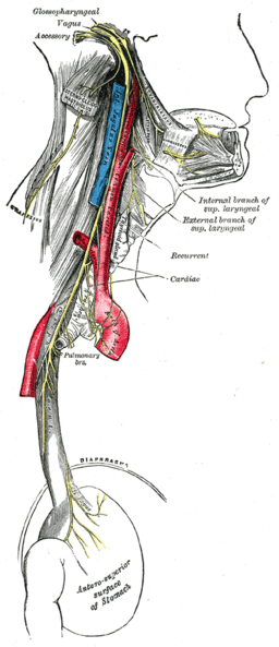 vagus-nerve
